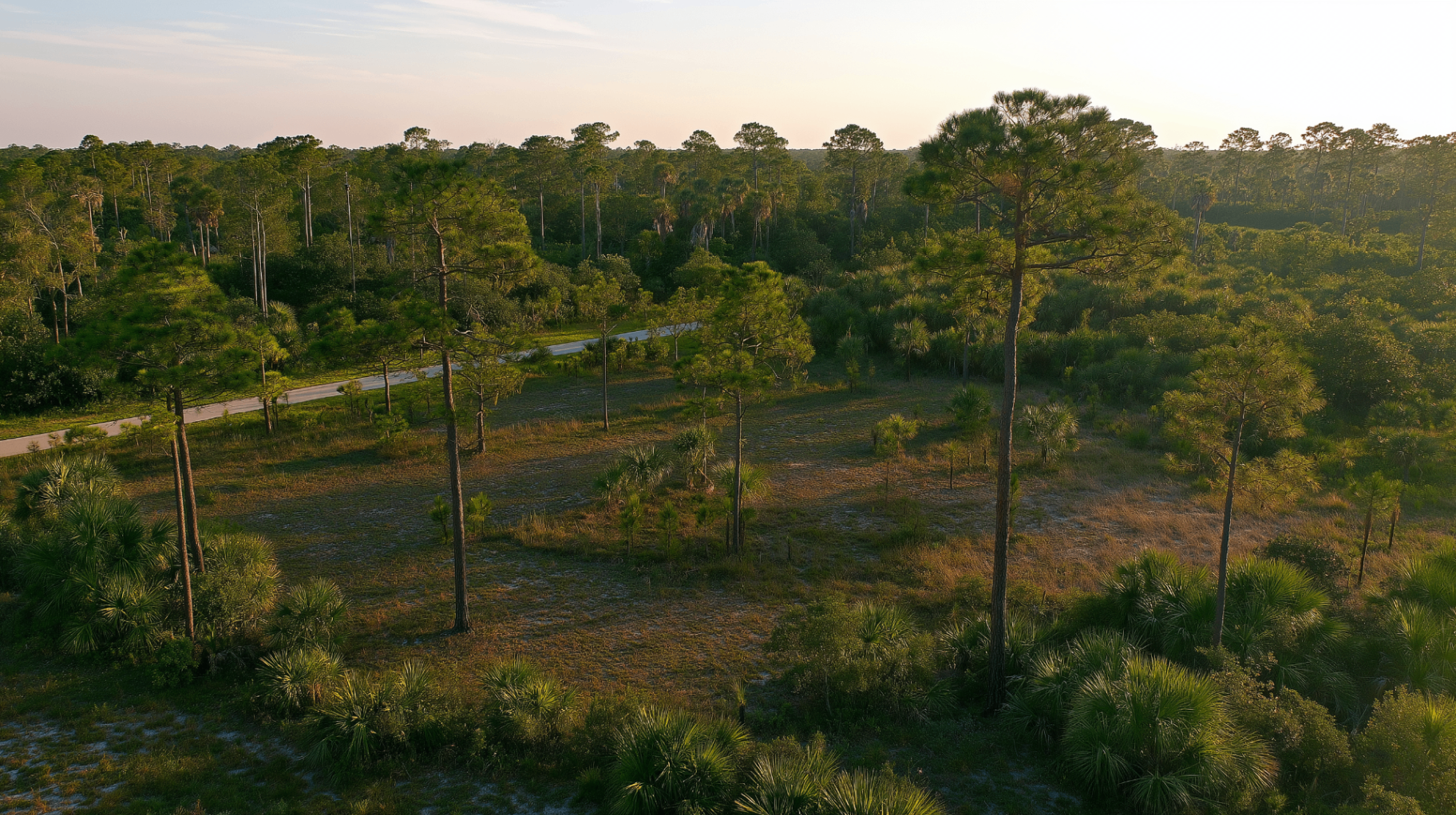 Aerial view of pine flatwoods and palmetto acreage in Golden Gate Estates, Florida at golden hour.