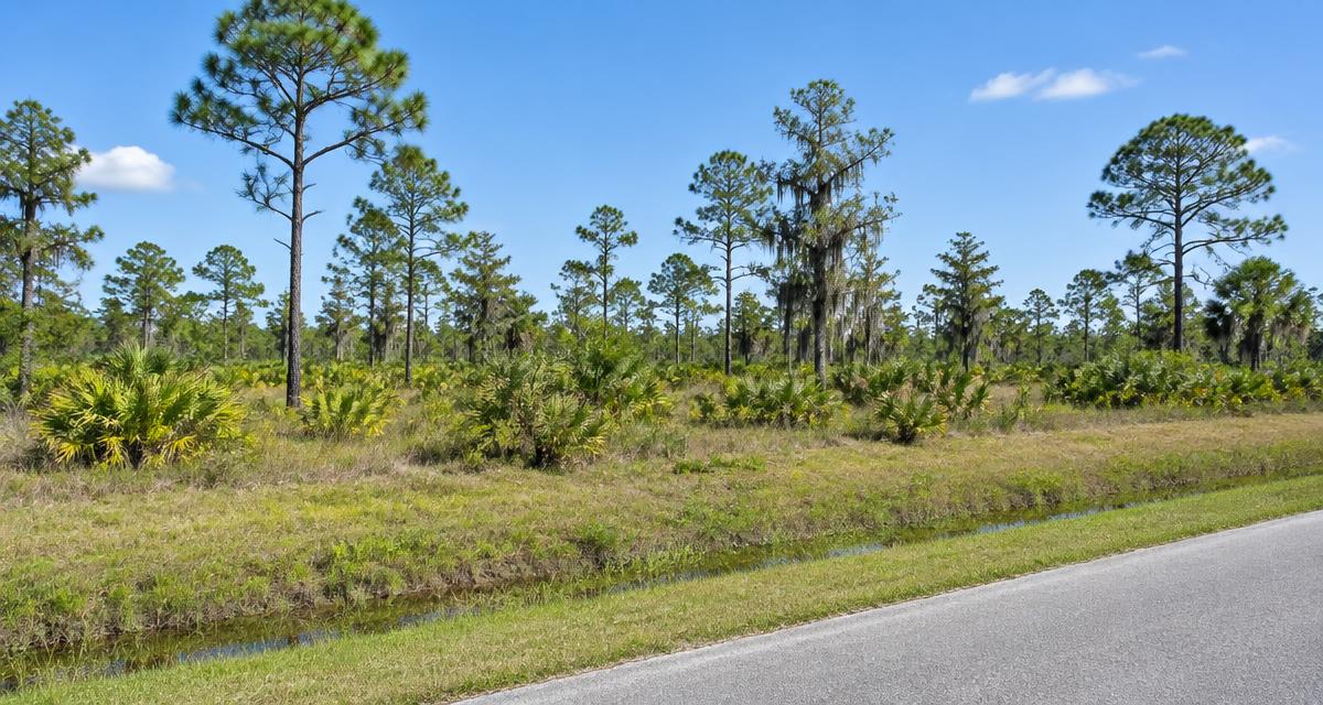 Illustrative vacant Florida acreage with native vegetation and roadside swale